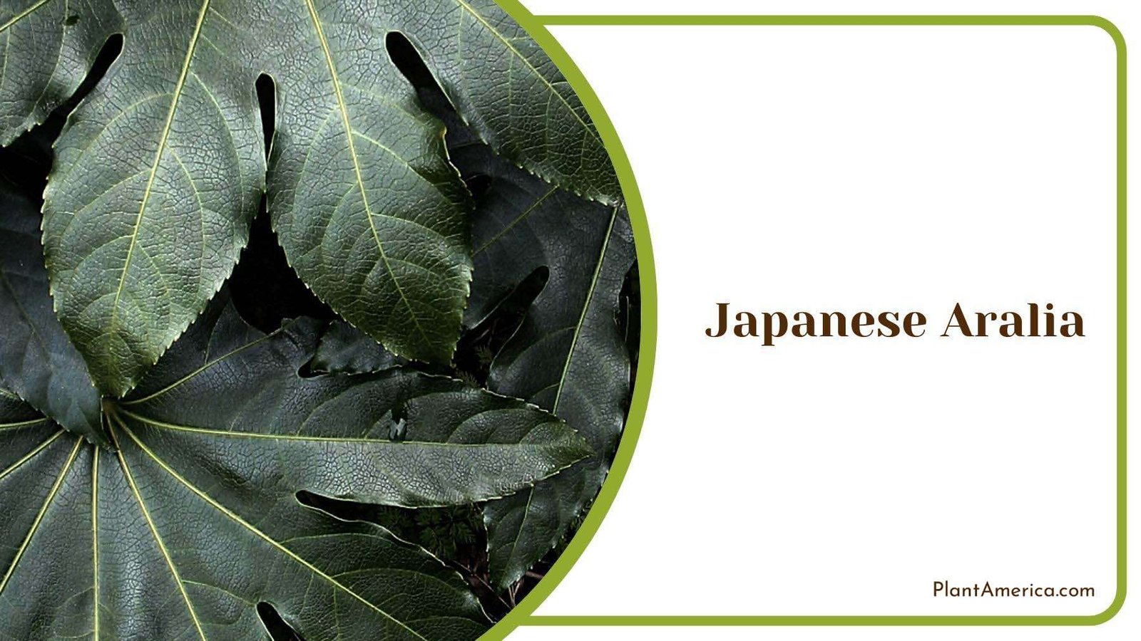 Close Up of Japanese Aralia Leaves Plant America Close Up of Japanese Aralia Leaves Plant America