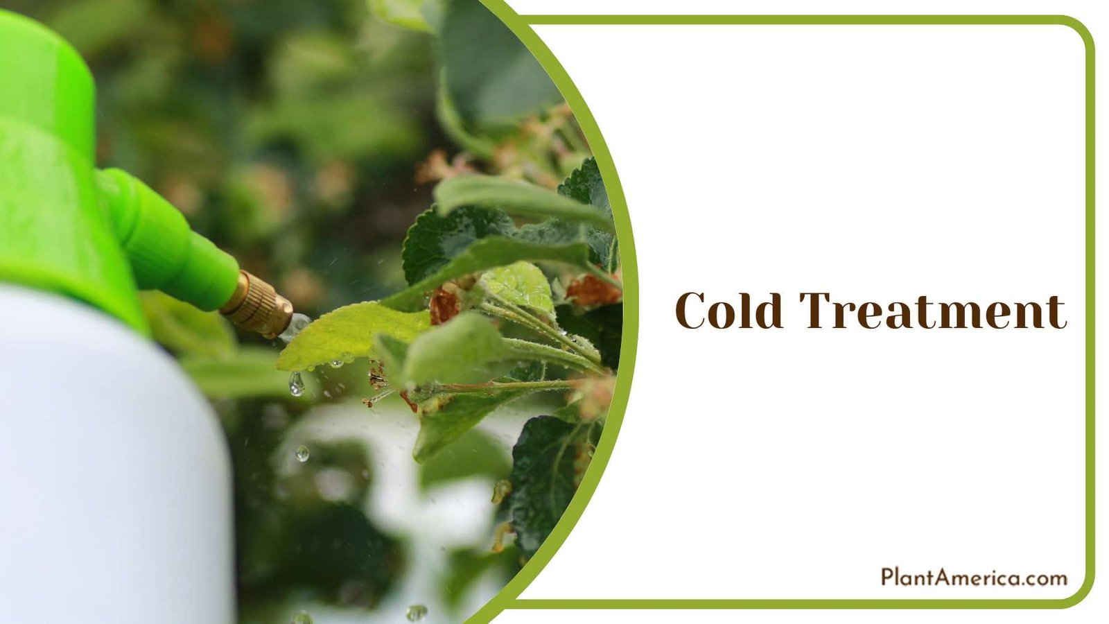 Cold Treatment on Plants Plant America
