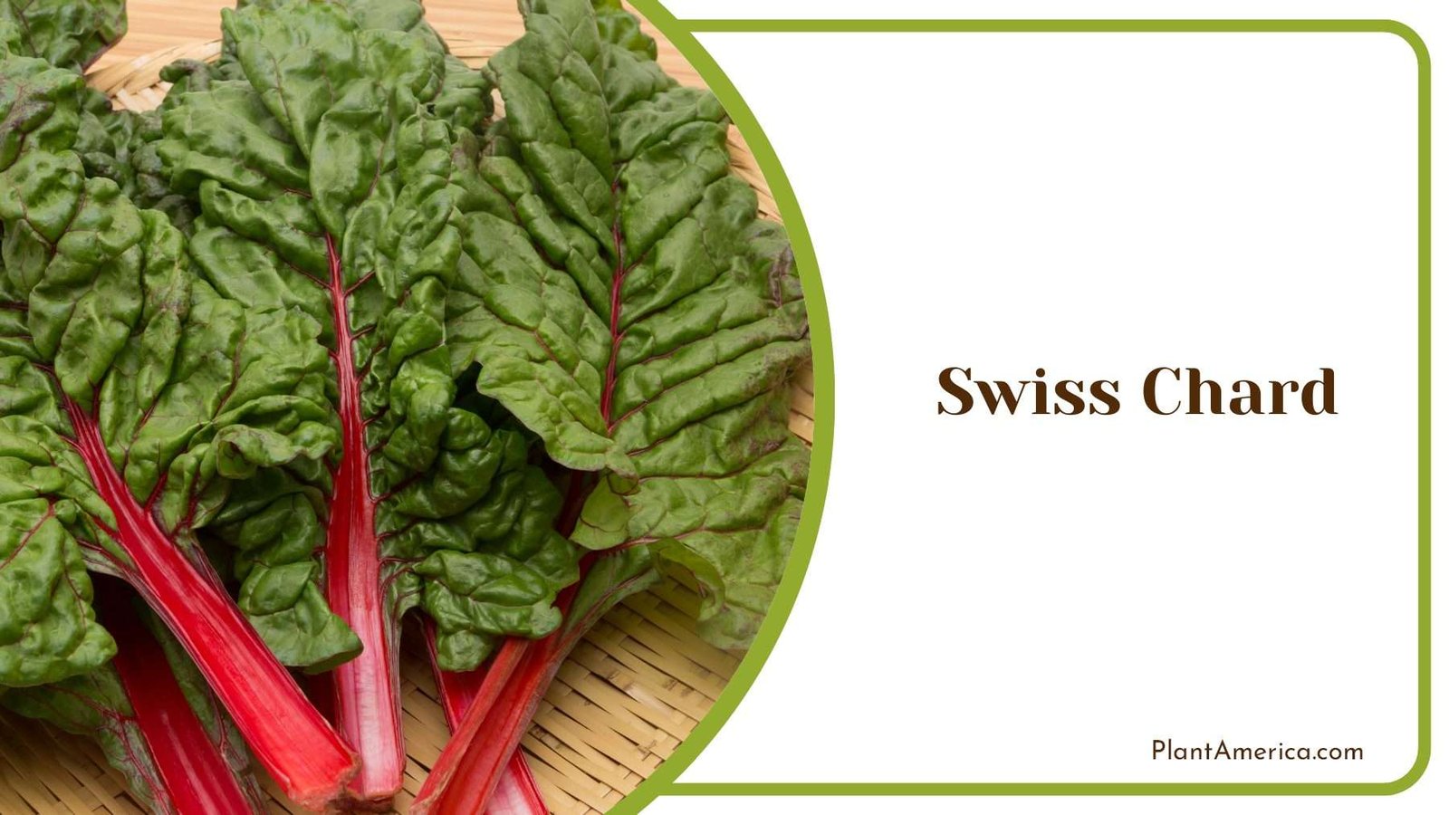 Colorful Swiss Chard Plant America
