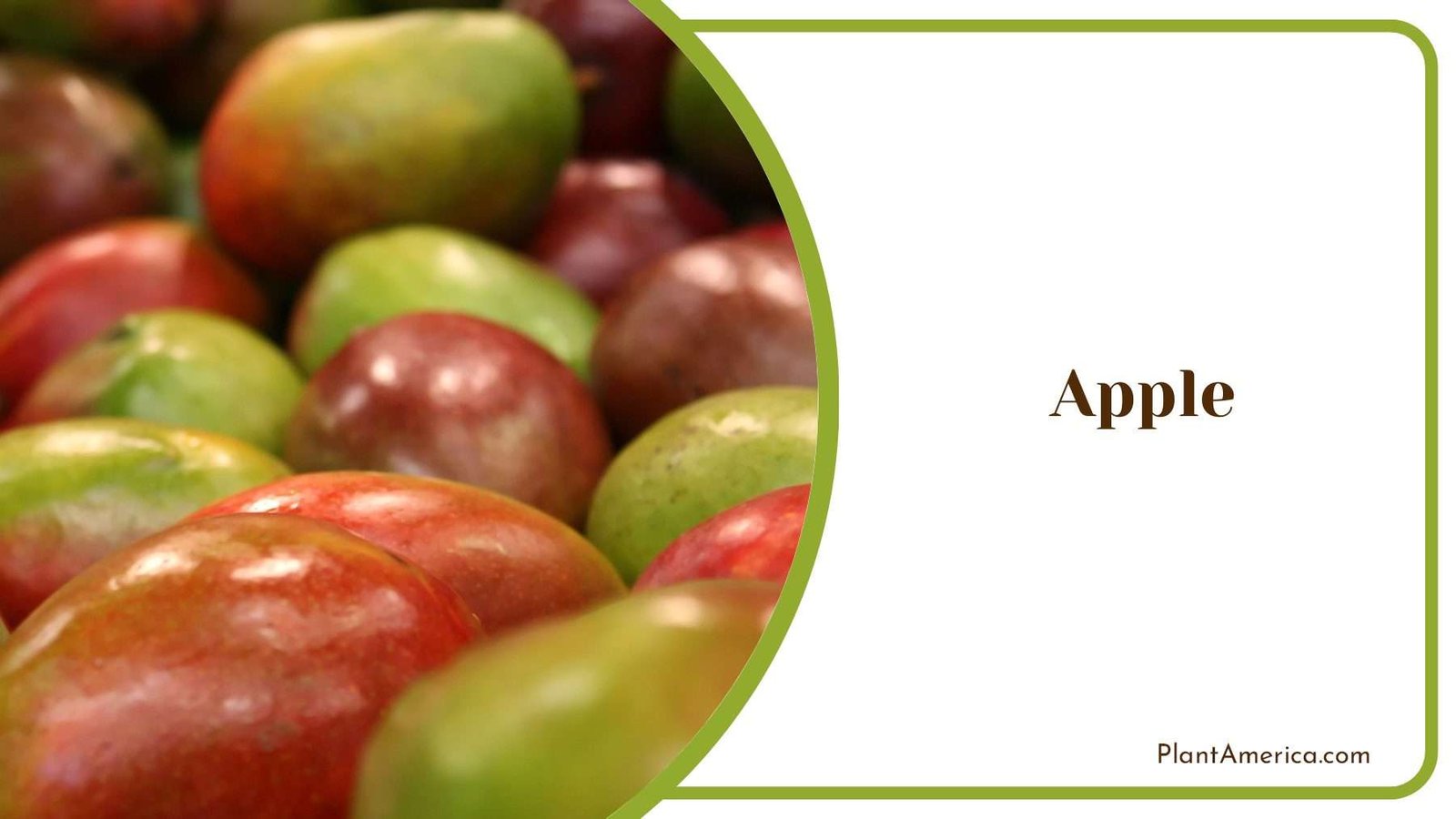 Colouful Apple PlantAmerica