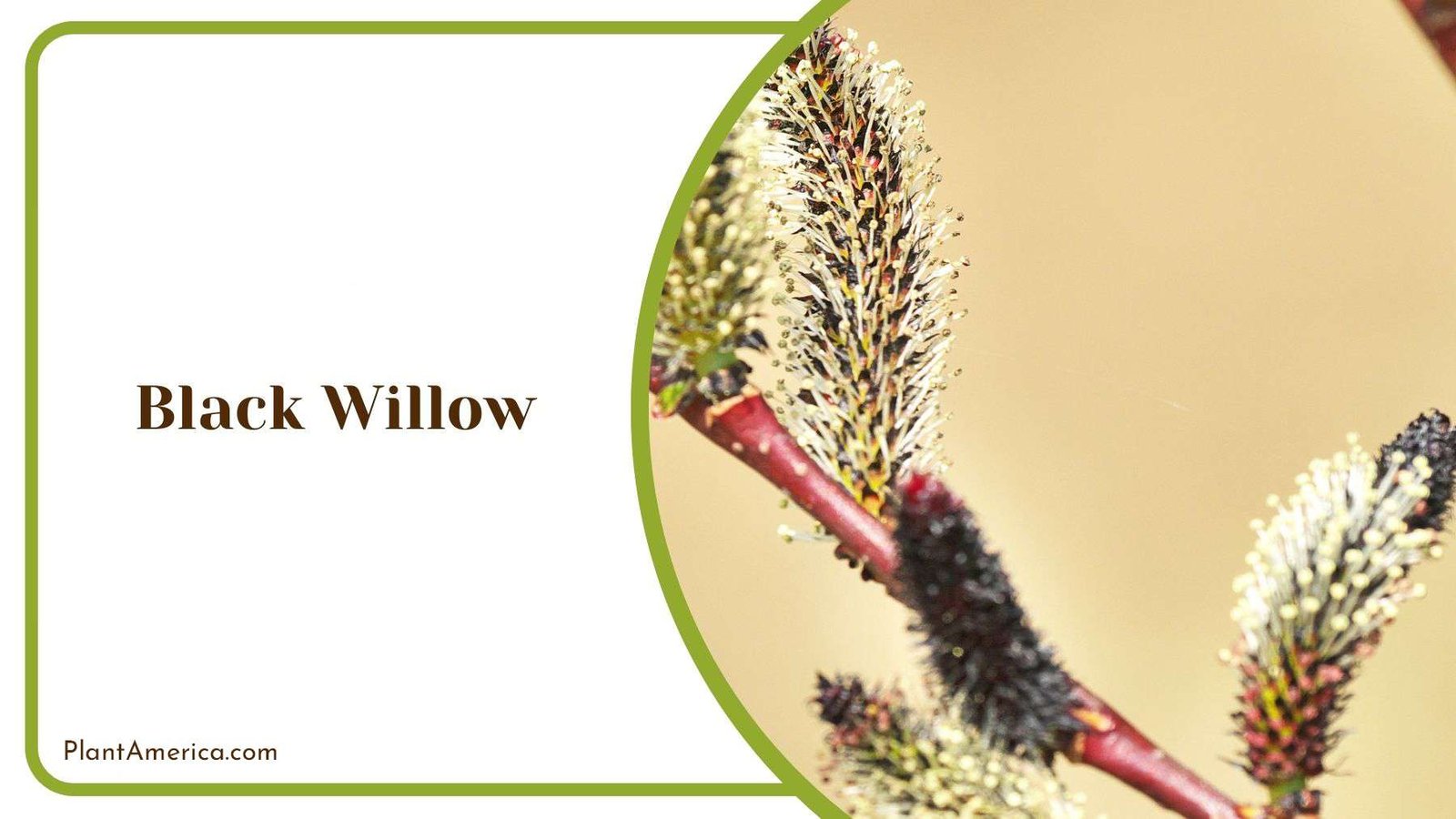 Common Pests in Black Willow PlantAmerica Common Pests in Black Willow PlantAmerica