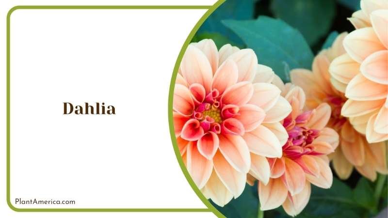 Common Pests in Dahlia Plant America