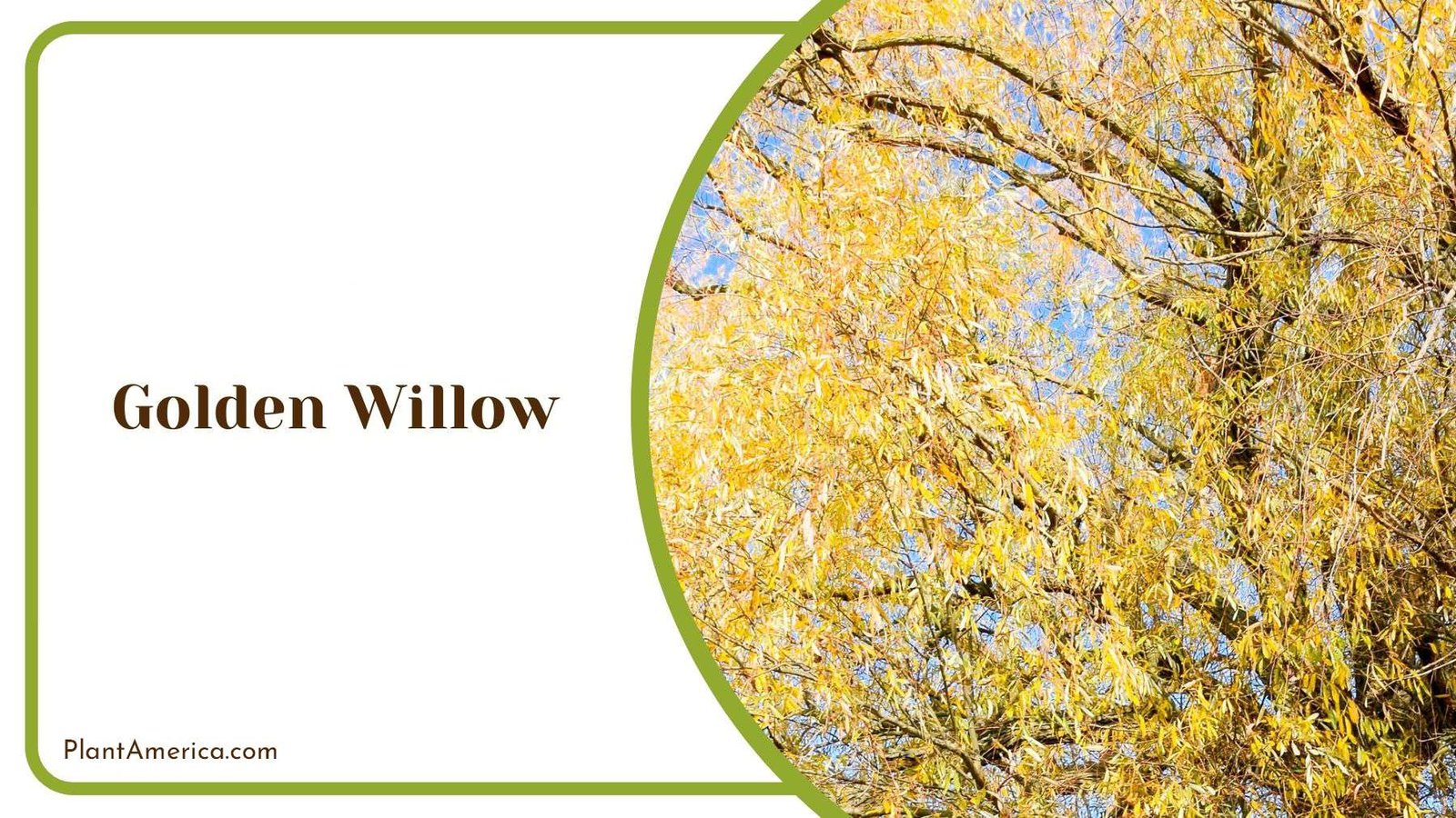 Common Pests in Golden Willow PlantAmerica Common Pests in Golden Willow PlantAmerica