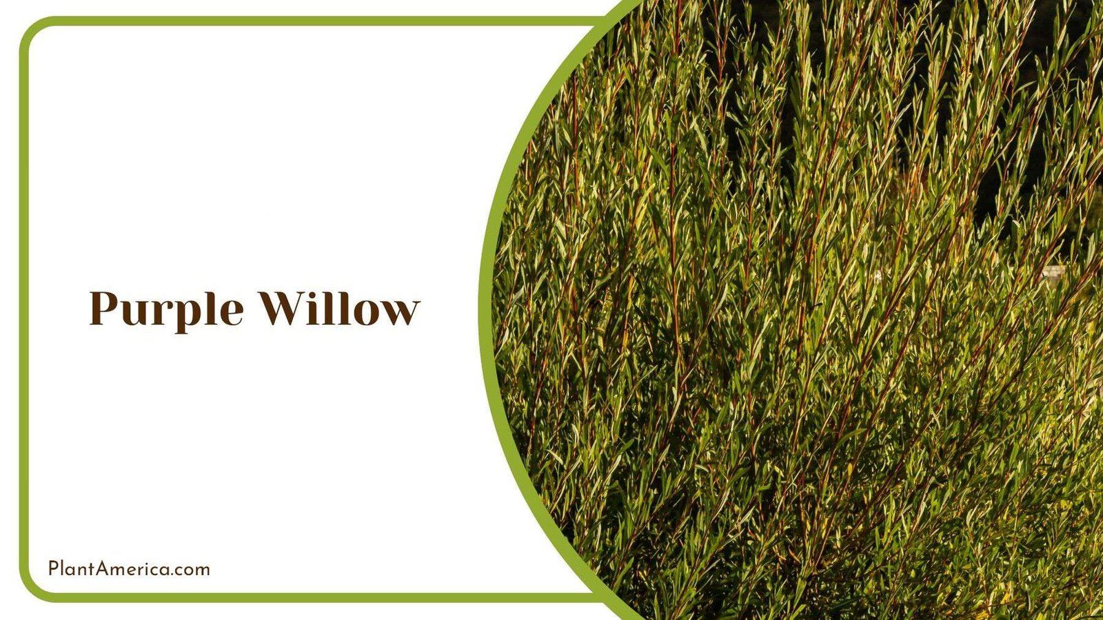 Common Pests in Purple Willow PlantAmerica Common Pests in Purple Willow PlantAmerica