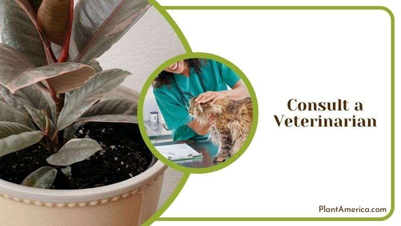 Consulting Veterinarian When Cat Eats Rubber Plants Plant America
