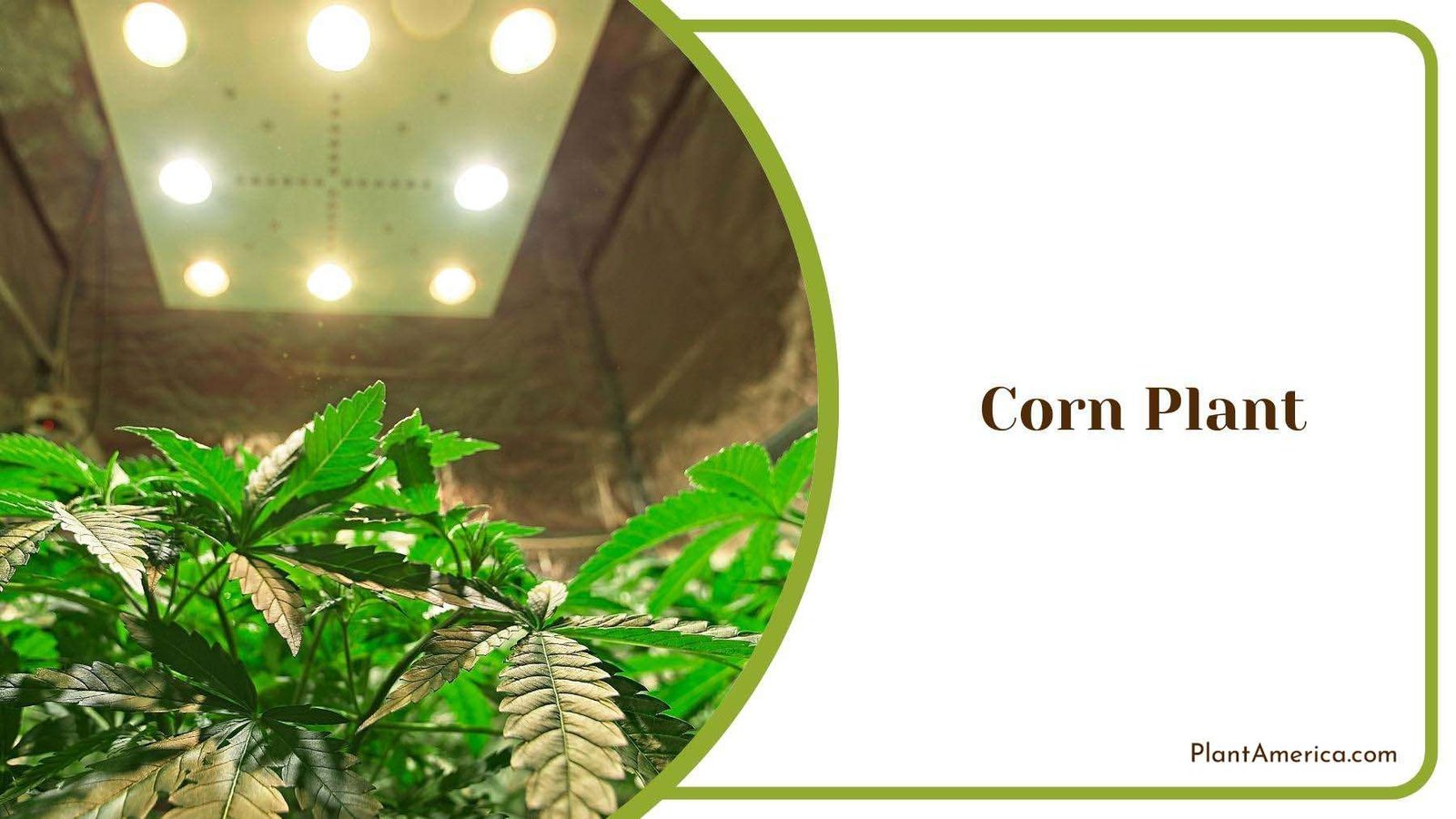 Corn Plant In Greenhouse Plant America Corn Plant In Greenhouse Plant America