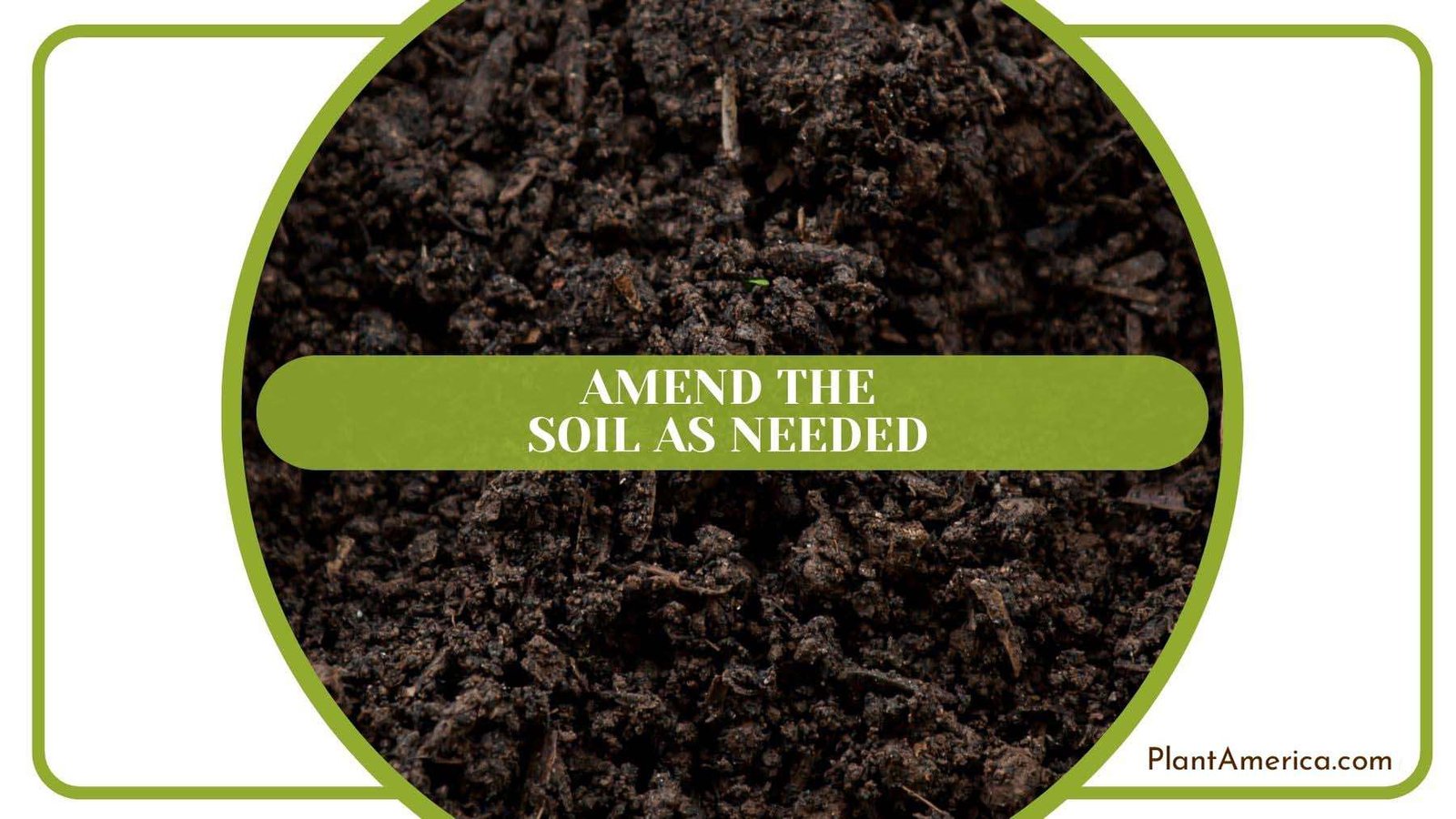 Cottonwood Tree Soil Requirements Plant America