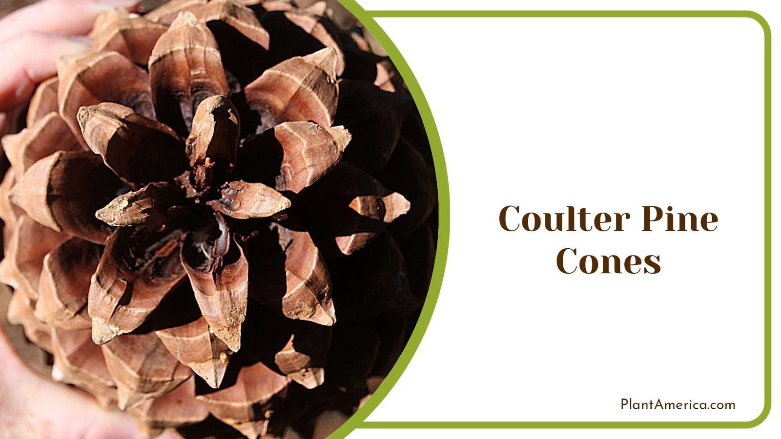 Coulter Pine Cones Like Stars PlantAmerica