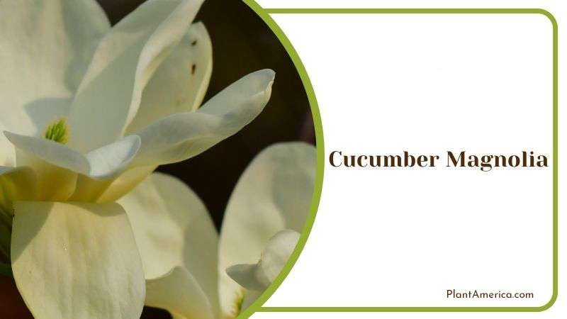 Cucumber Magnolia Growing Season PlantAmerica