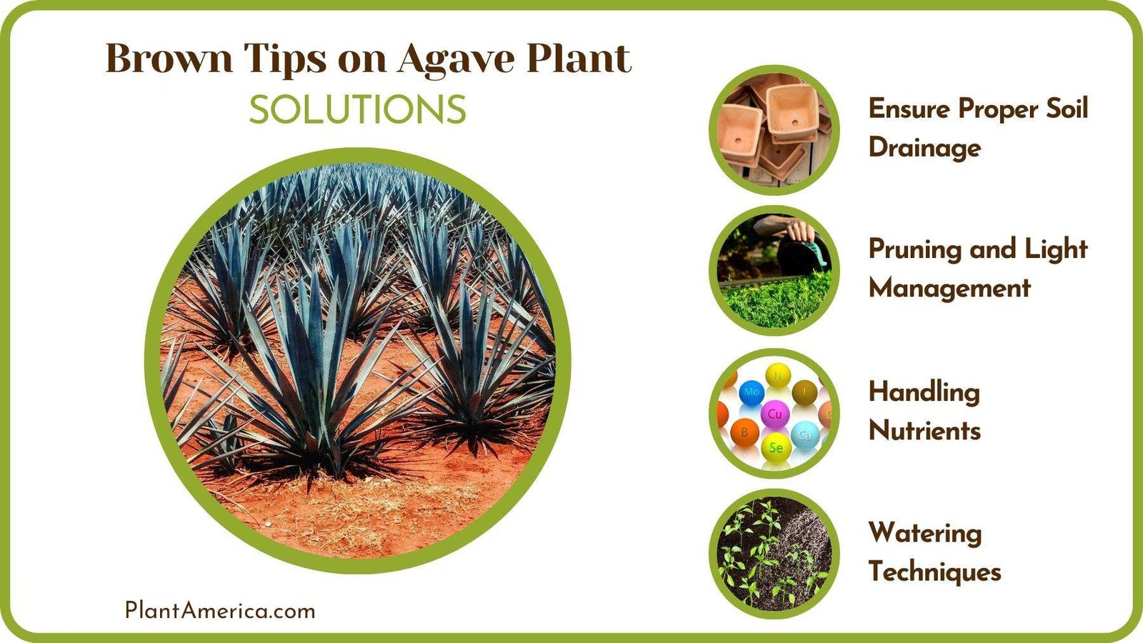 Cures of Brown Tips on Agave Plant Plant America