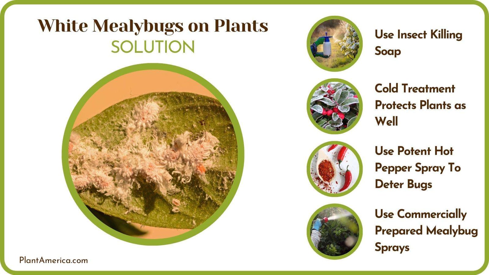 Cures of White Mealybugs on Plants Plant America