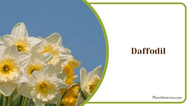 Daffodil Cheerful Trumpet Shaped Plant America
