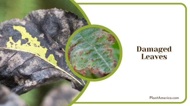 Damaged Leaves of Plants Plant America Damaged Leaves of Plants Plant America
