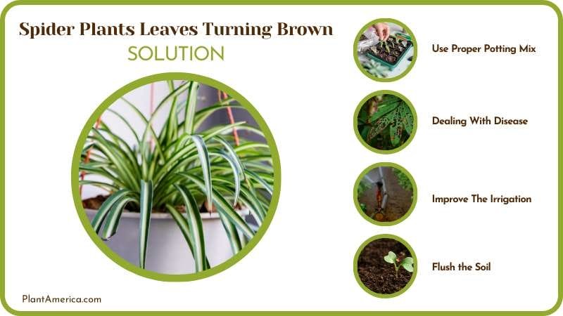 Deal With Browning Leaves of Spider Plants Plant America