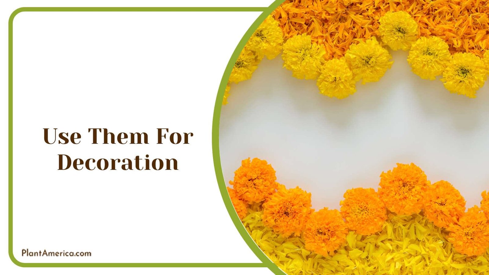 Decorative Marigold Flowers Plant America