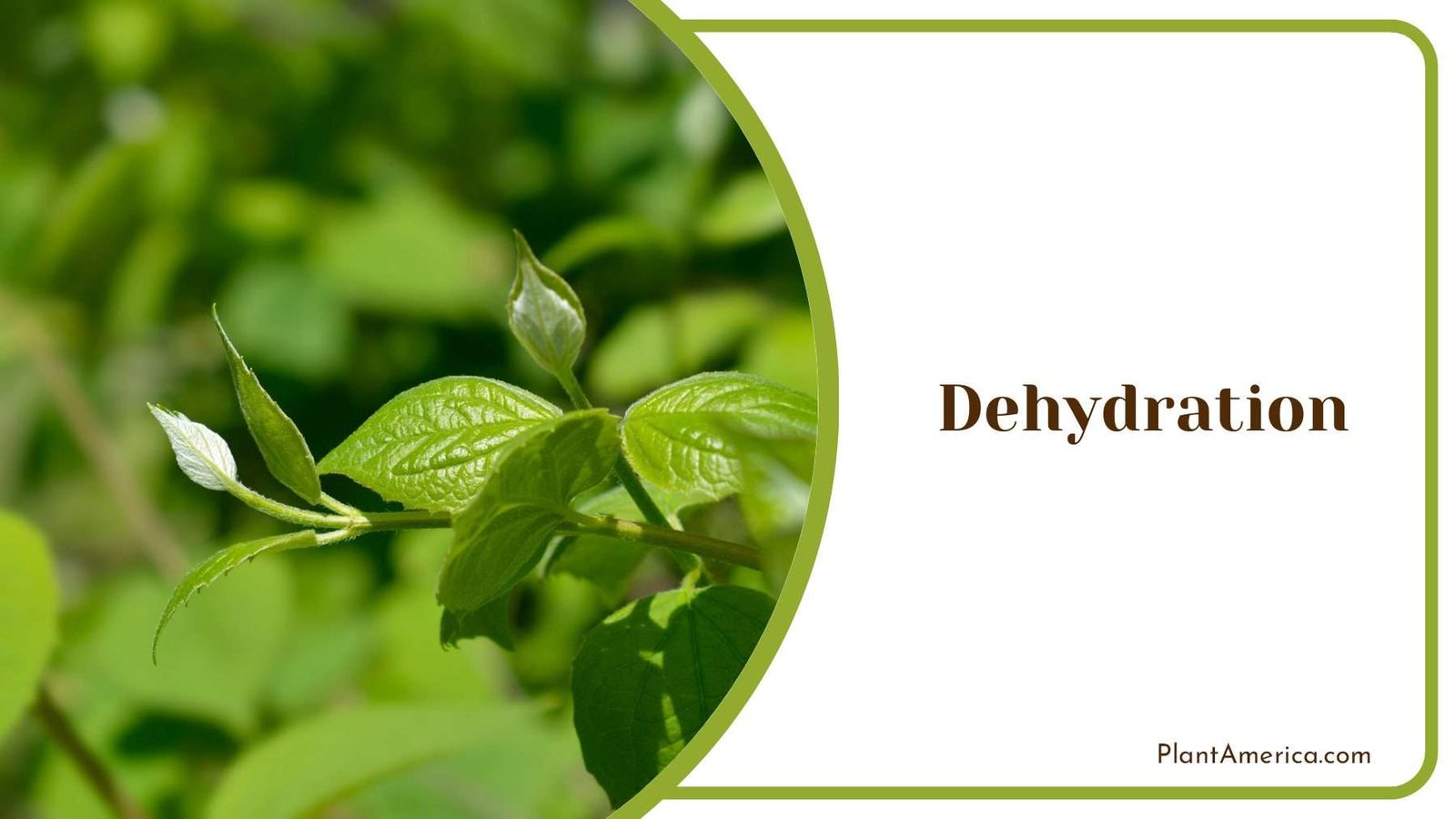 Dehydration of the Mock Oranges Plant America Dehydration of the Mock Oranges Plant America