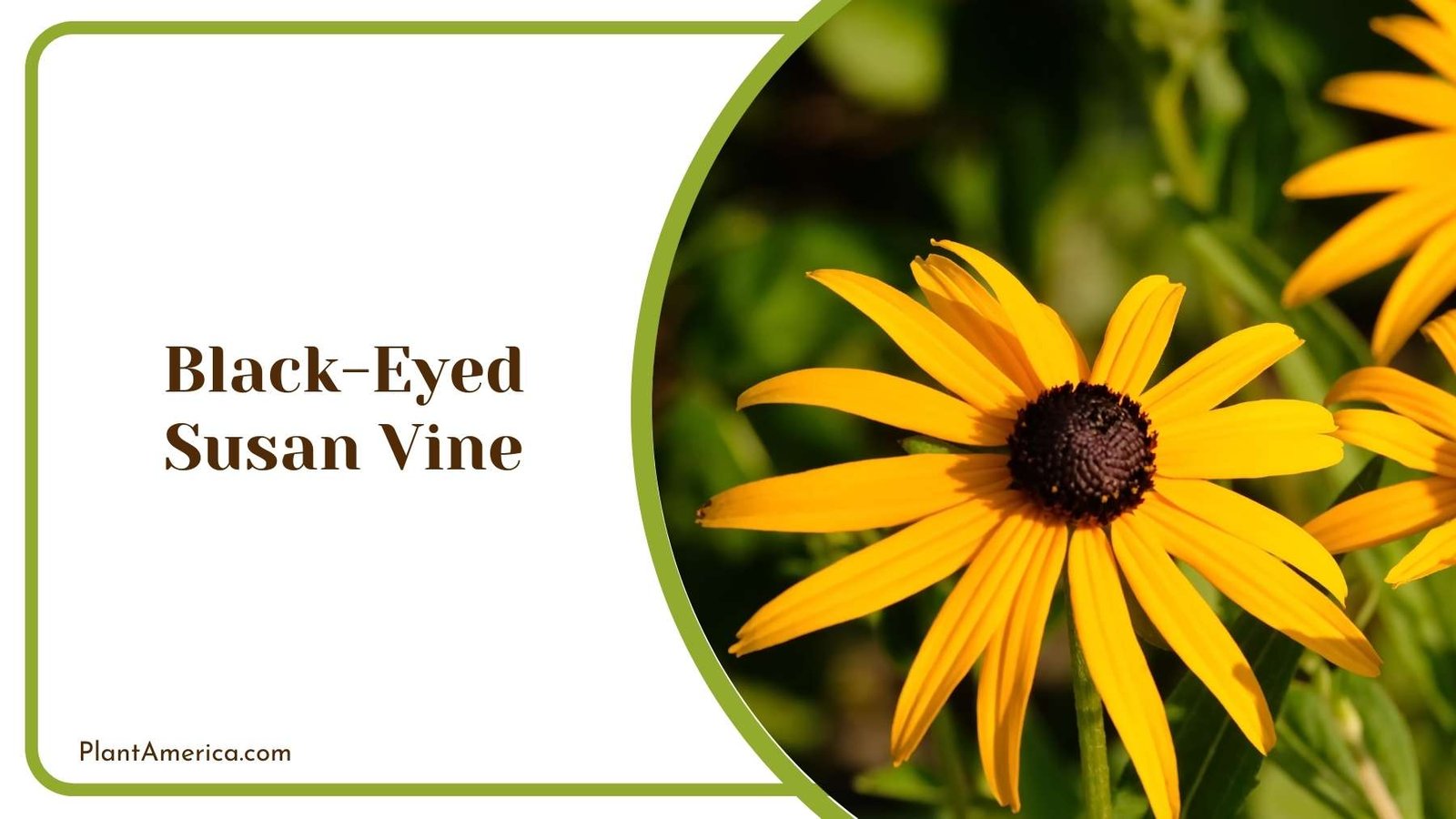 Details On Black Eyed Susan Vine Plant Plant America