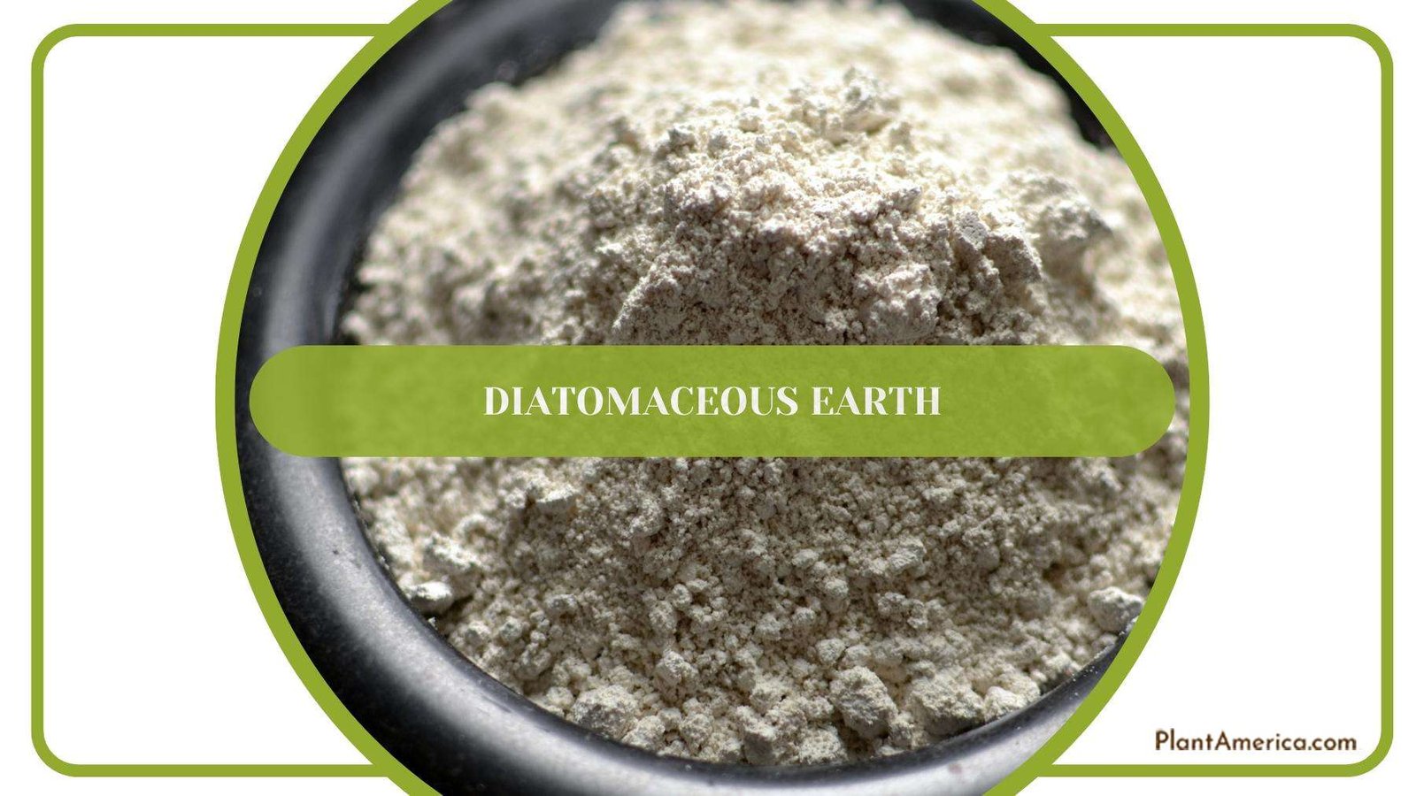 Diatomaceous Earth In a Black Bowl Plant America