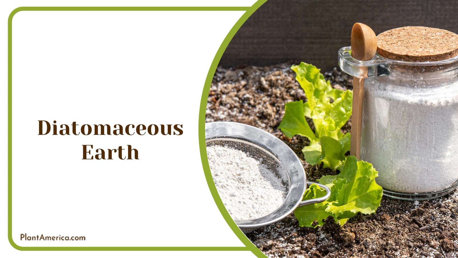 Diatomaceous Earth for Fern Plant America