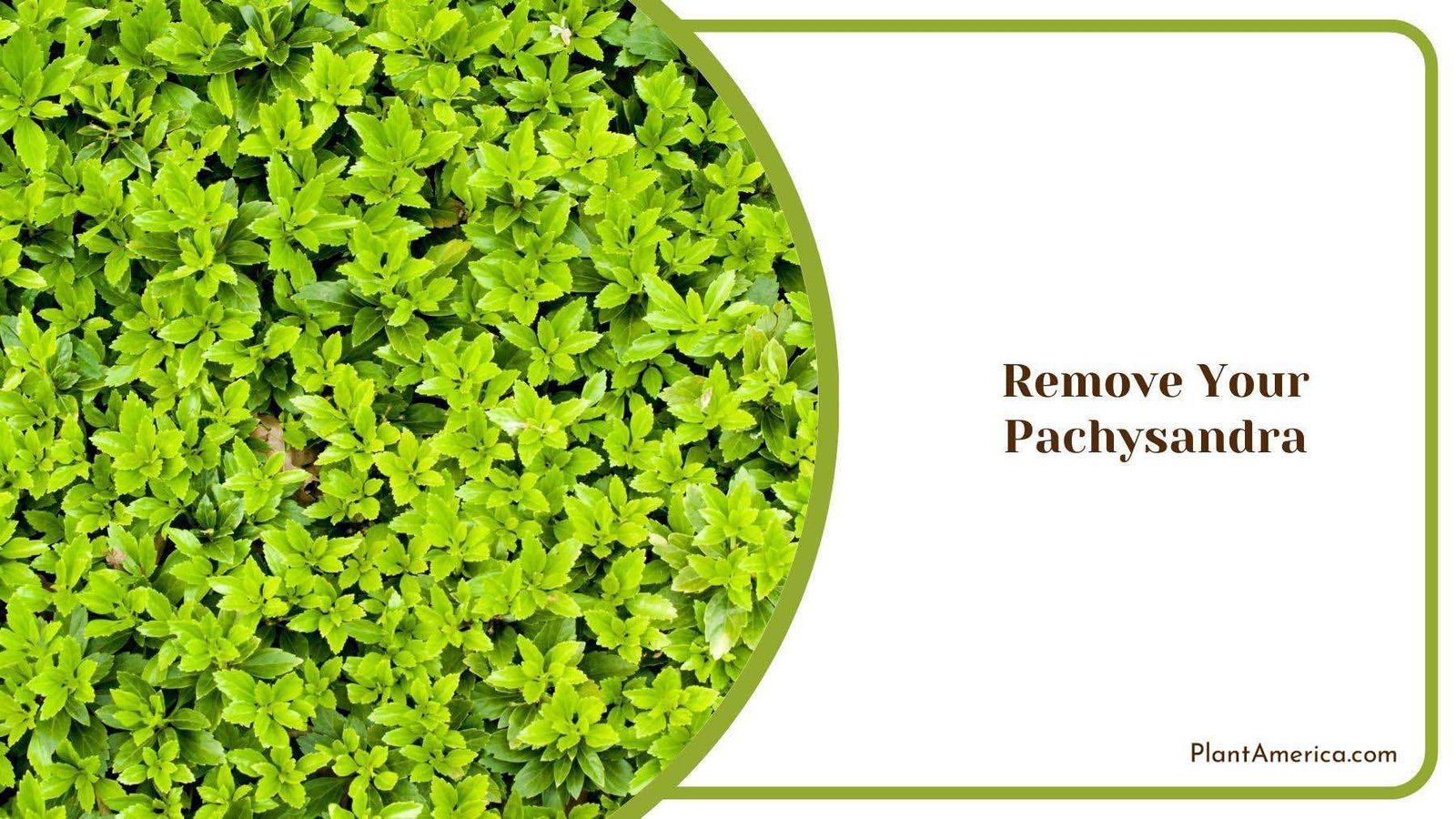 Dozen Of Japanese Pachysandra Together Plant America