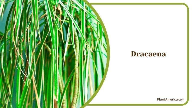 Dracaena Care Guide Plant America 1