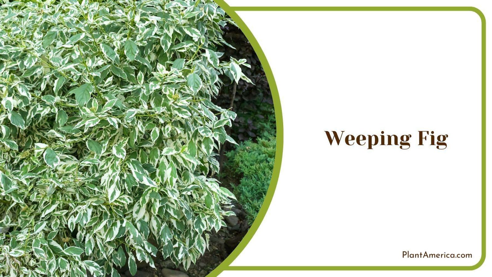 Dual Color Weeping Fig In Garden Plant America Dual Color Weeping Fig In Garden Plant America