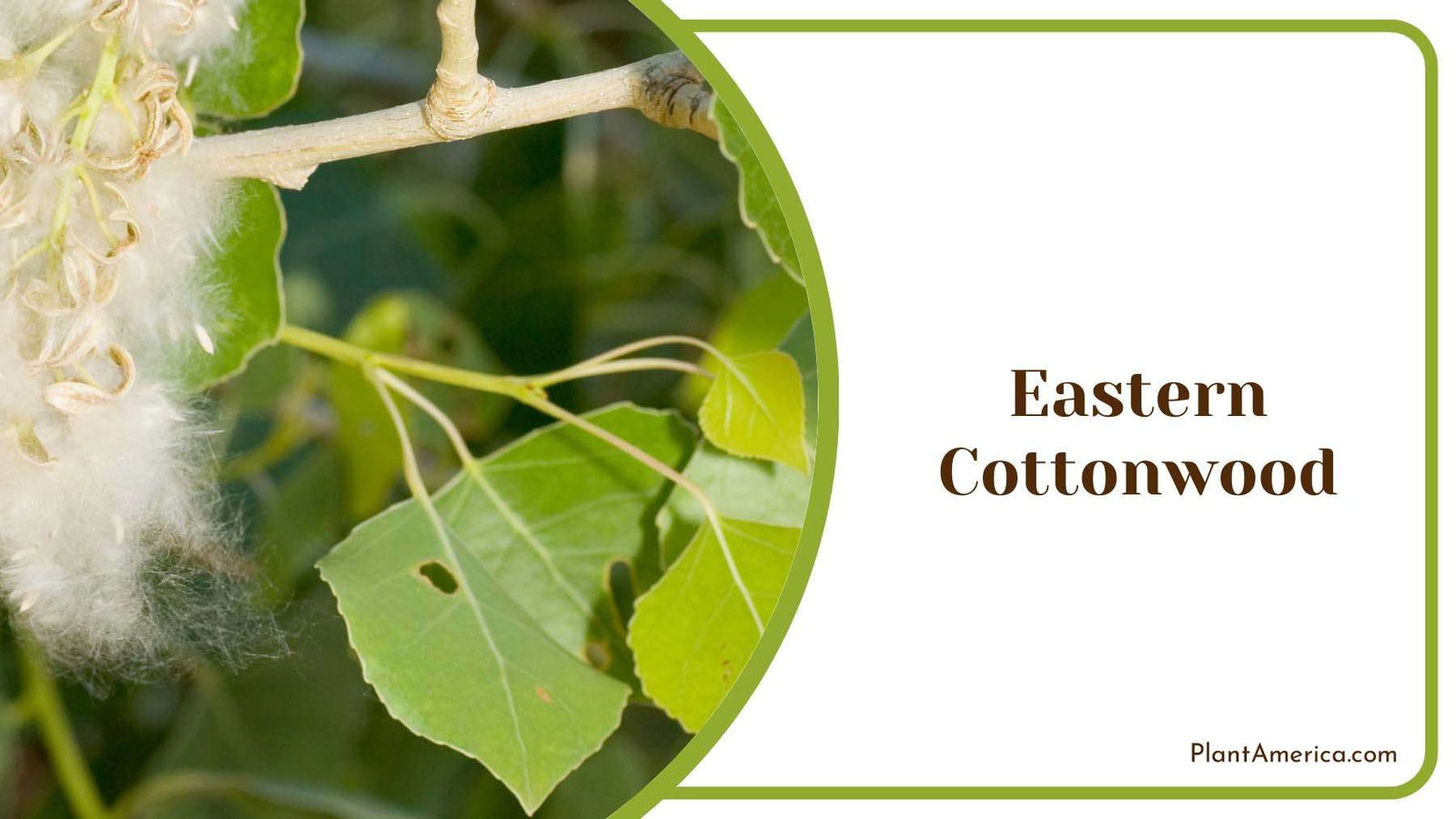 Eastern Cottonwood Plant America Eastern Cottonwood Plant America