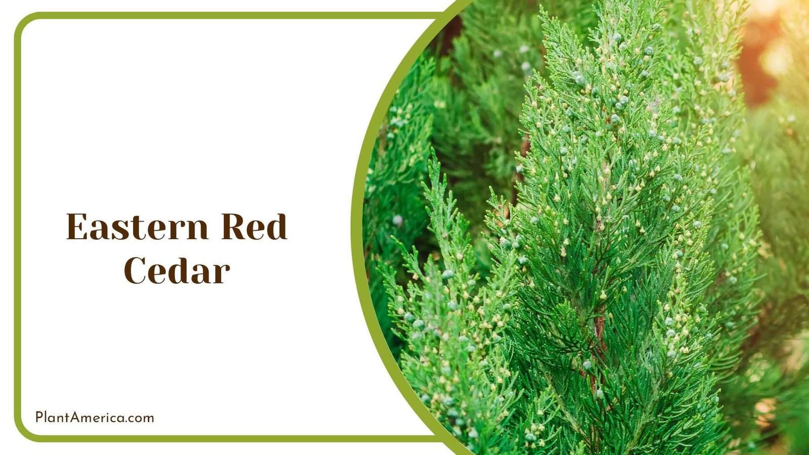 Eastern Red Cedar Natural Screen Plant America