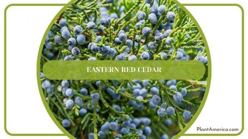 Eastern Red Cedar PlantAmerica Eastern Red Cedar PlantAmerica