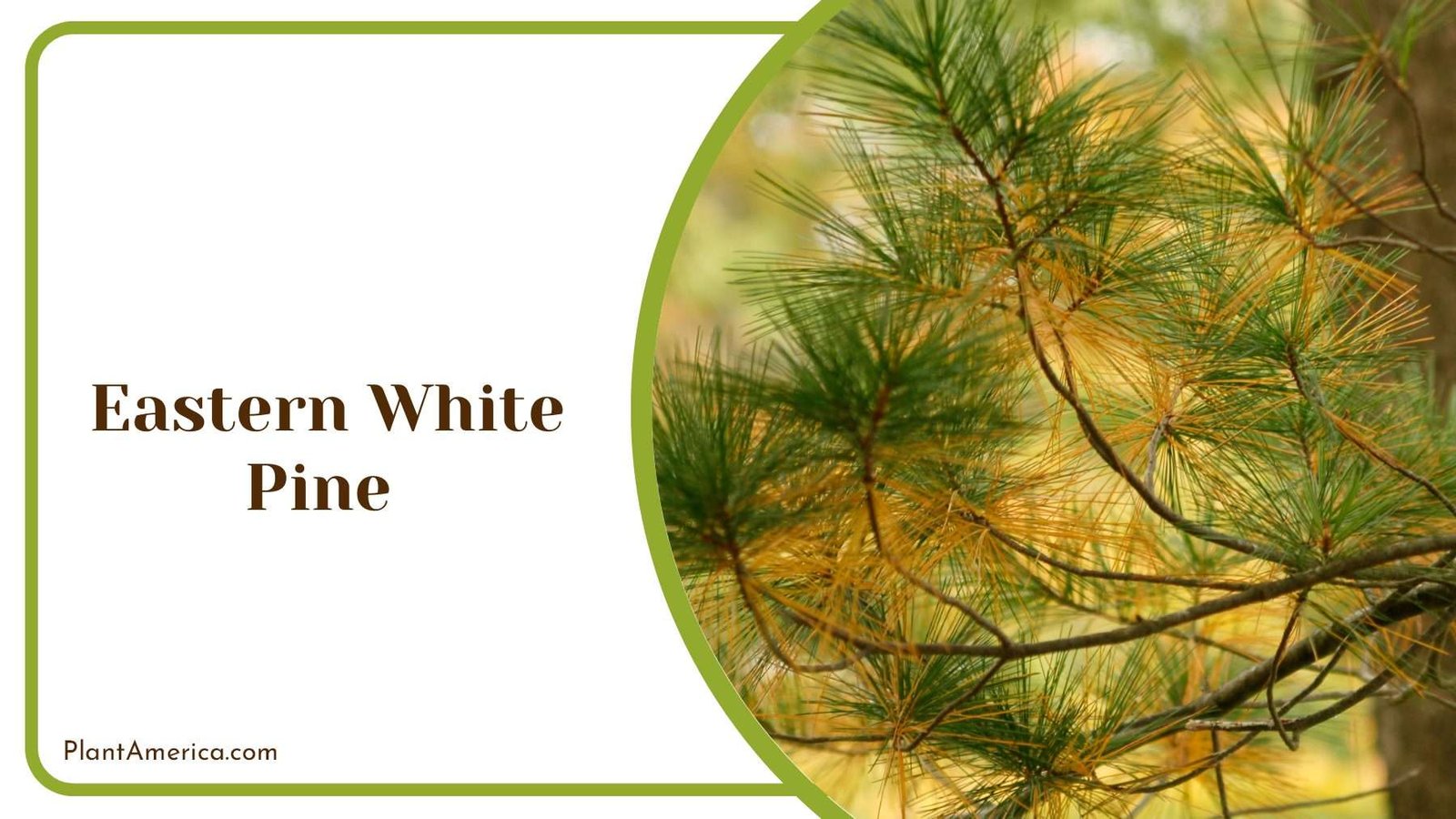 Eastern White Pine Foliage Plant America