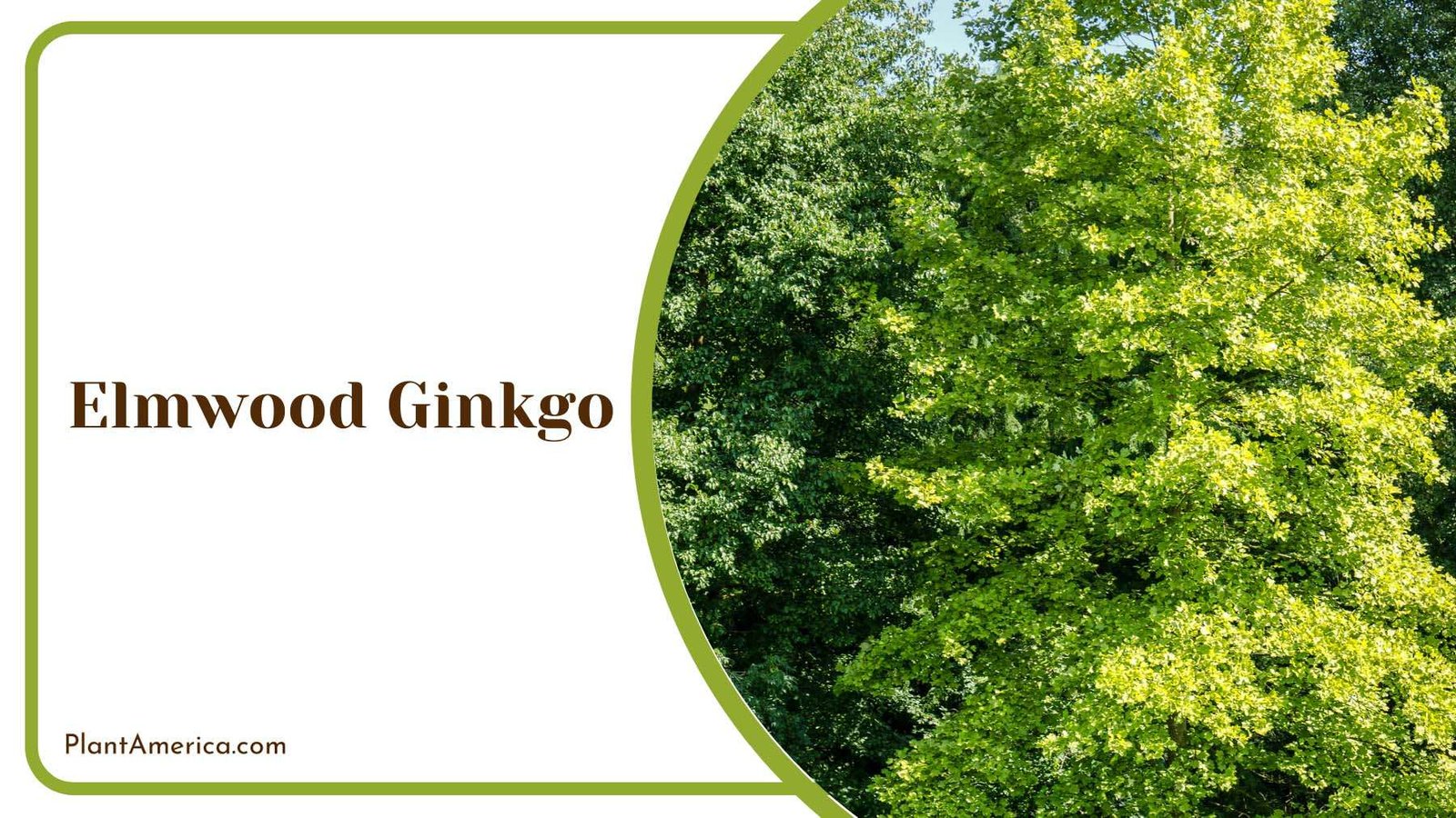 Elmwood Ginkgo Tree Plant America