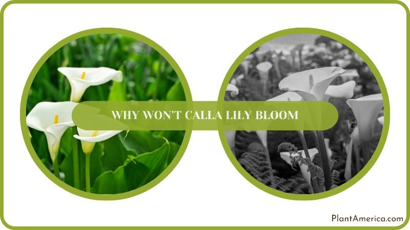 Encouraging Calla Lilies to Flower Plant America Encouraging Calla Lilies to Flower Plant America