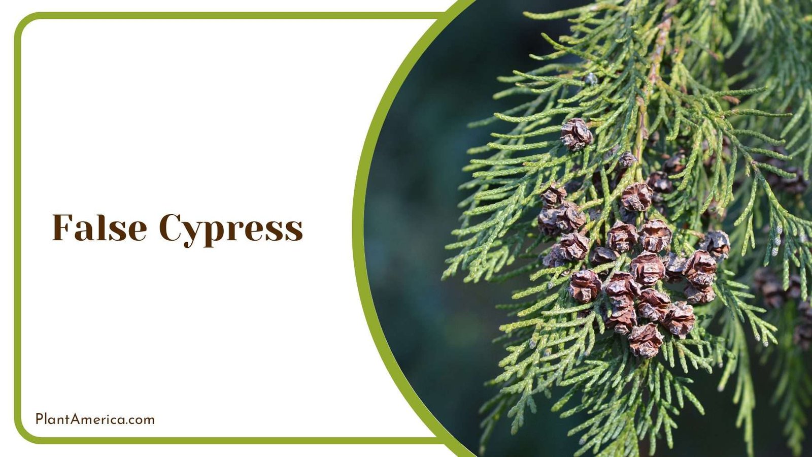 False Cypress Branch Plant America