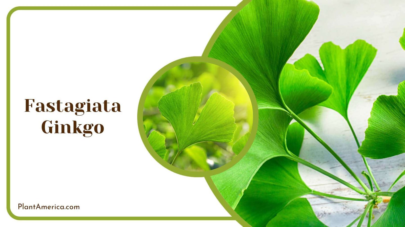 Fastagiata Ginkgo Care Plant America