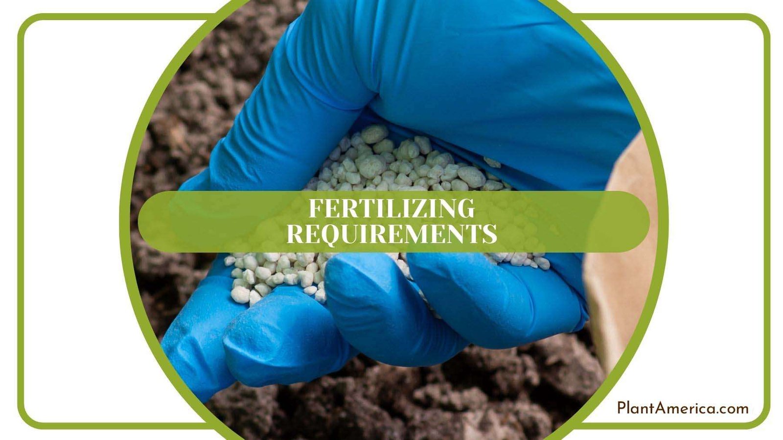 Fertilizing Cottonwood Tree Plant America