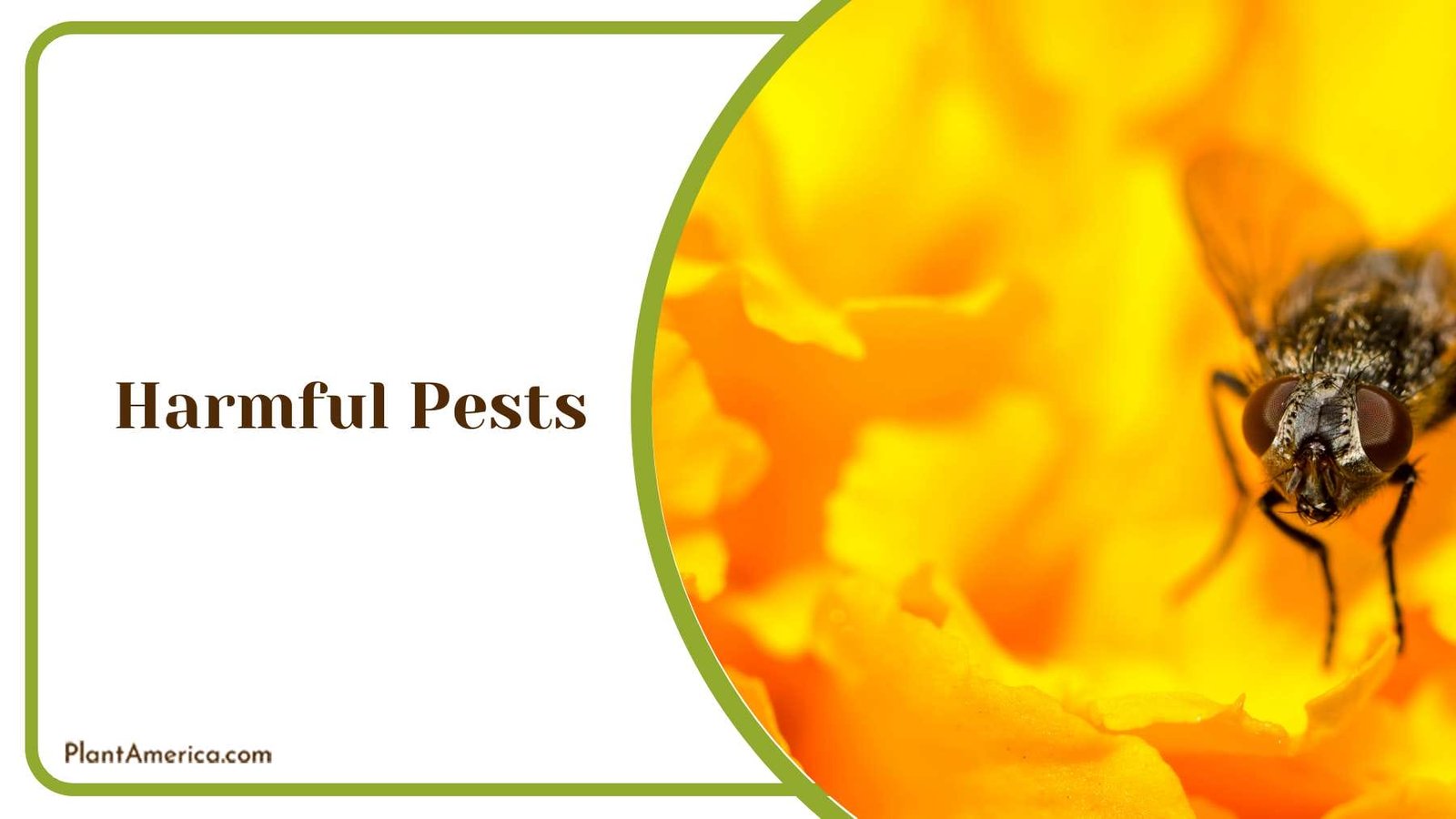Fight Against Harmful Pests Plant America