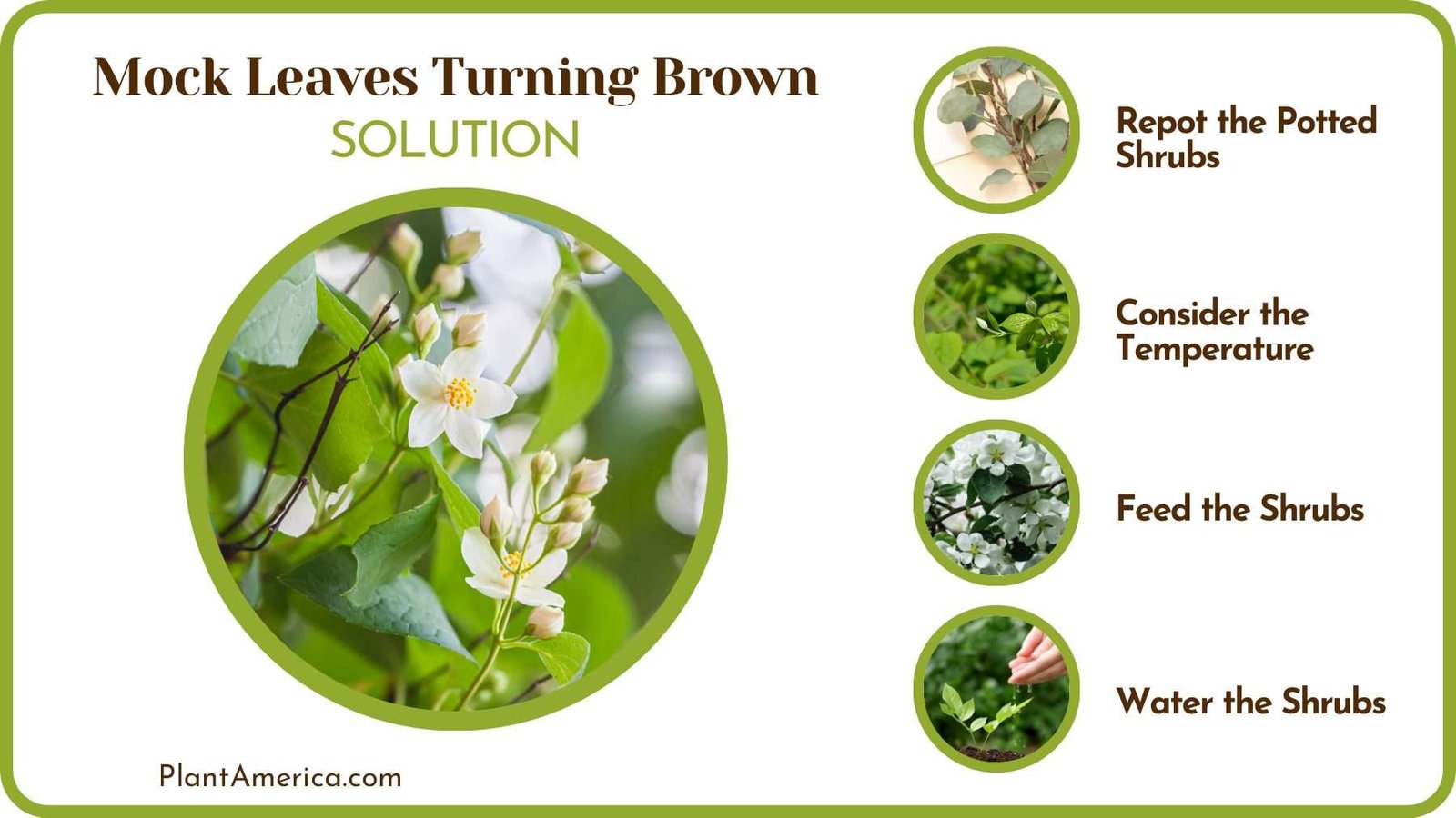 Fix Mock Orange Leaves Plant America Fix Mock Orange Leaves Plant America