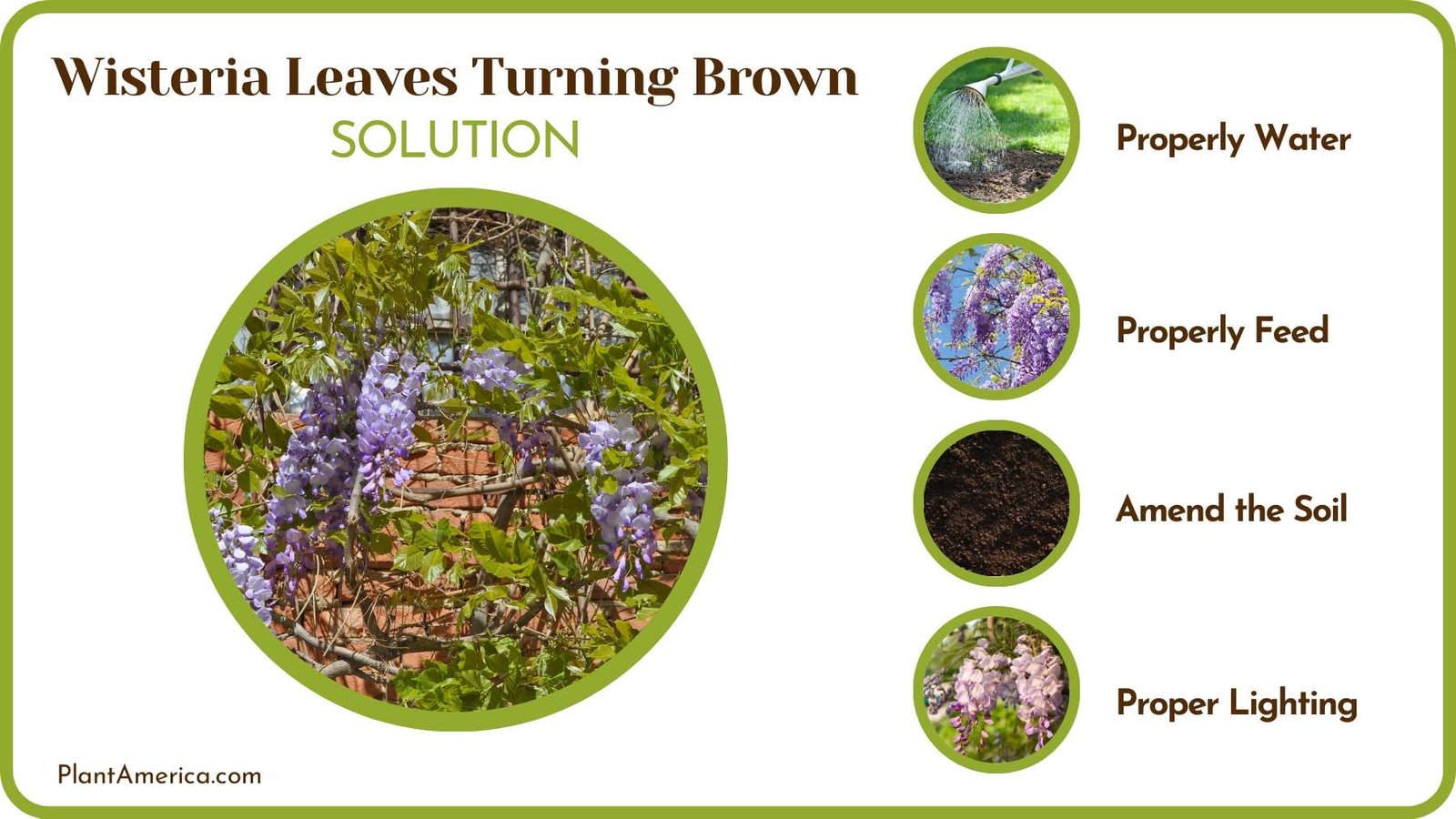 Fix Wisteria Plant Leaves Plant America