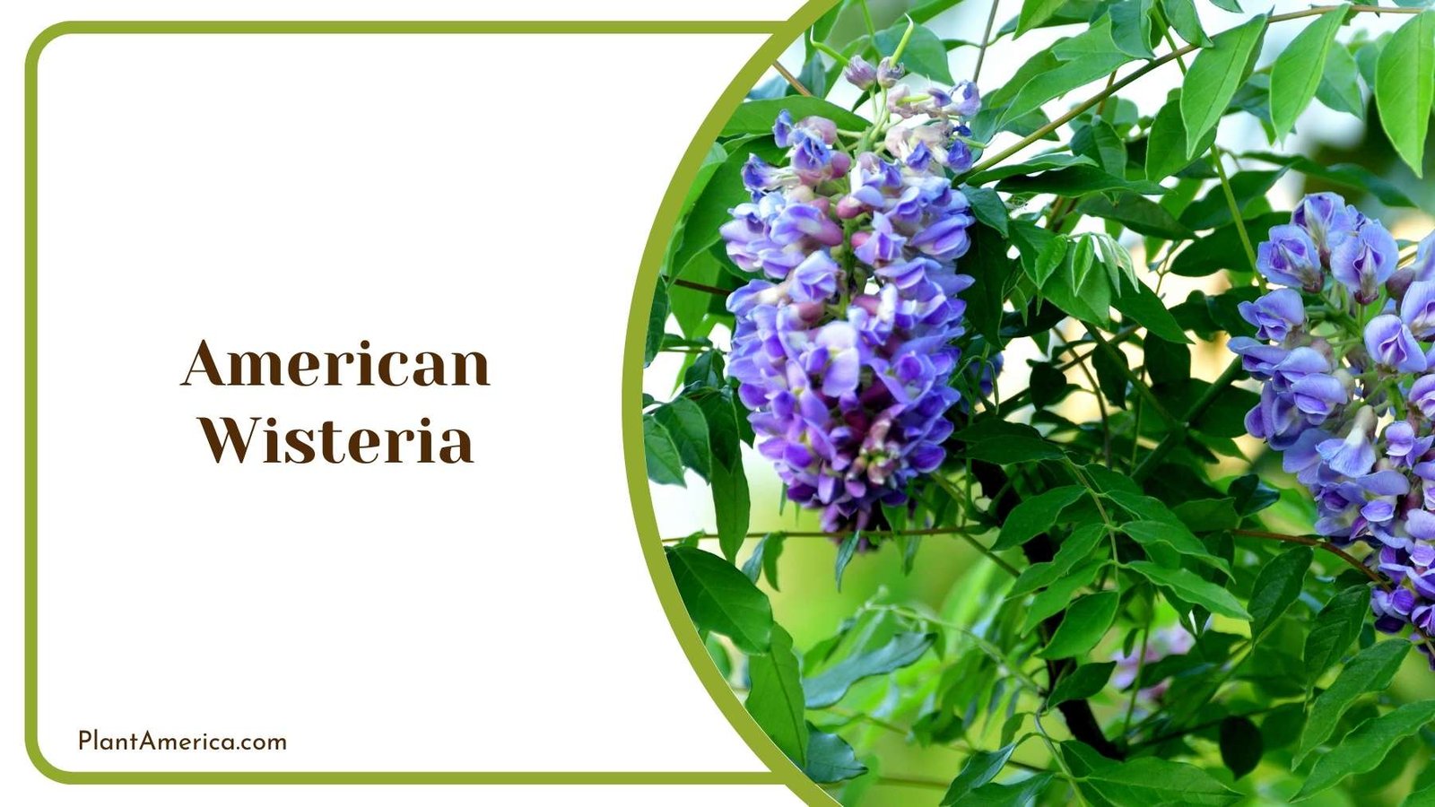 Focus Shot On American Wisteria Plant Plant America