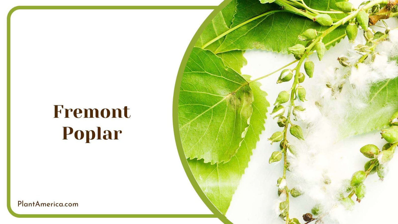 Fremont Poplar Deciduous Tree Plant America Fremont Poplar Deciduous Tree Plant America