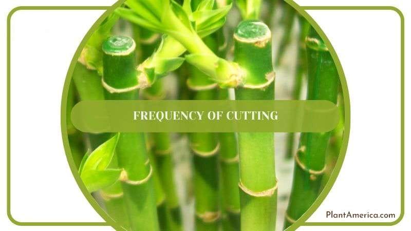 Frequency of Cutting Lucky Bamboo Plantamerica Frequency of Cutting Lucky Bamboo Plantamerica