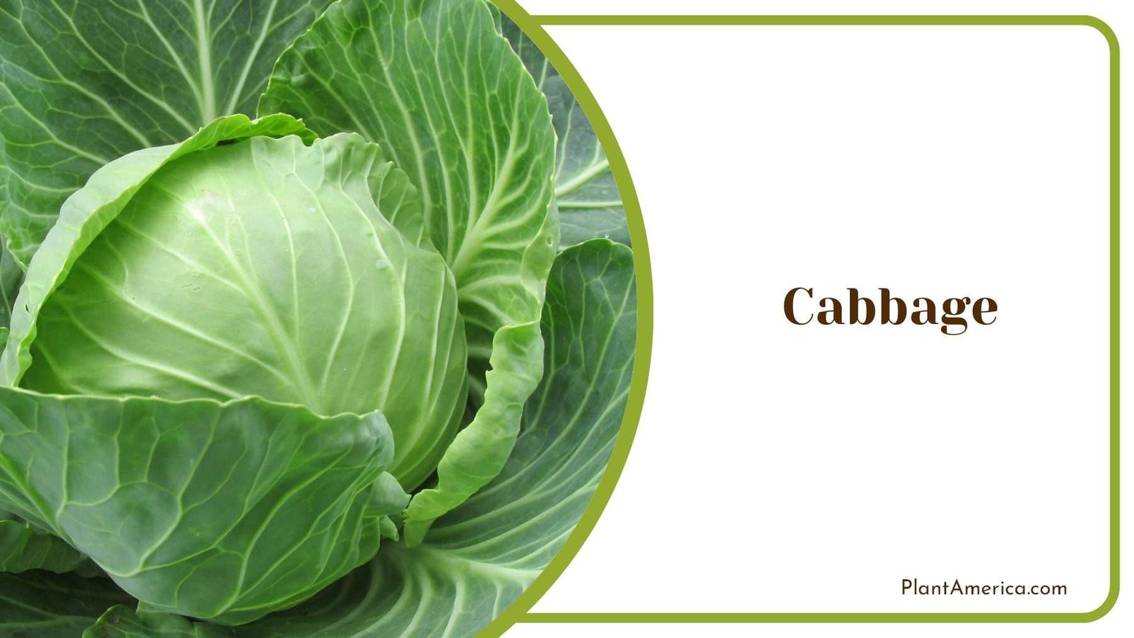 Fresh Cabbages Plant America