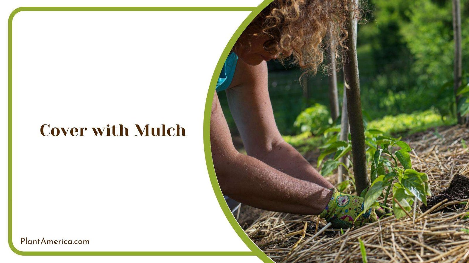 Gardener Covering the Tree With Mulch Plant America