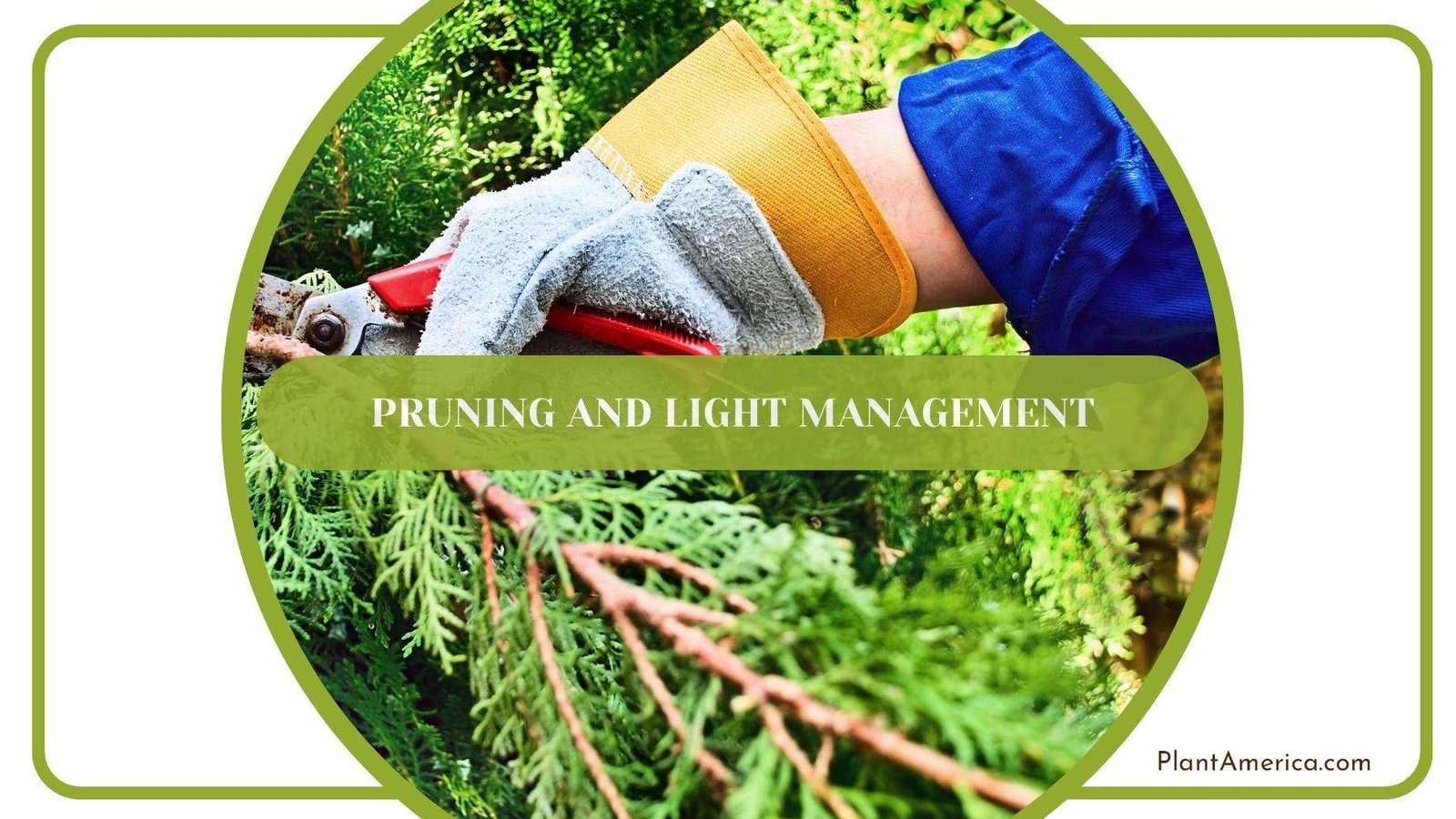 Gardener While Pruning The Trees Plant America