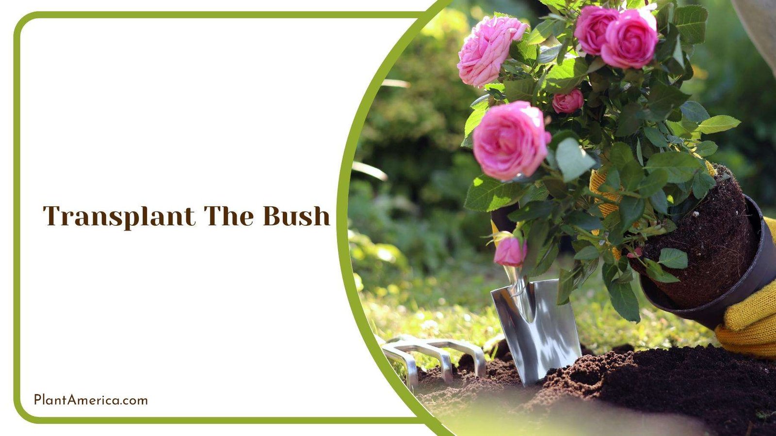 Gardener While Taking Out The Rose Bush From Pot Plant America