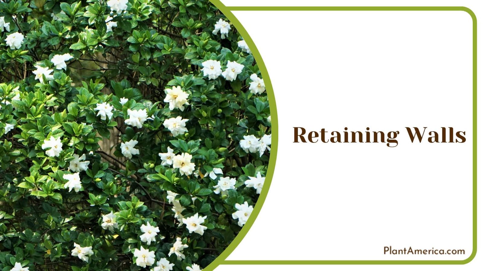 Gardenias Next to Retaining Walls Plant America