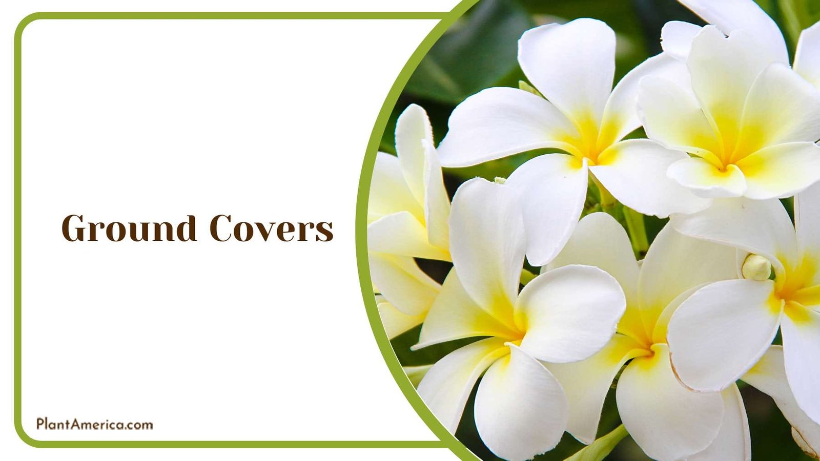 Gardenias as Ground Covers Plant America