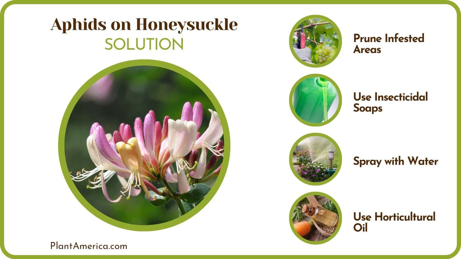 Get Rid of Aphids From Mums Plant America
