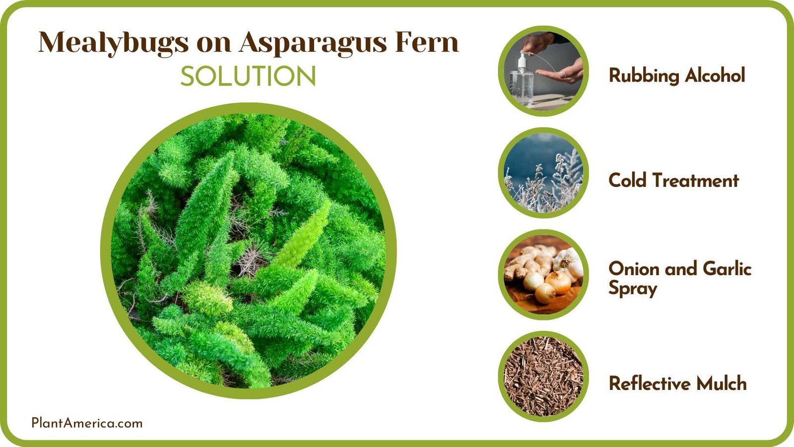 Get Rid of Mealybugs Plant America