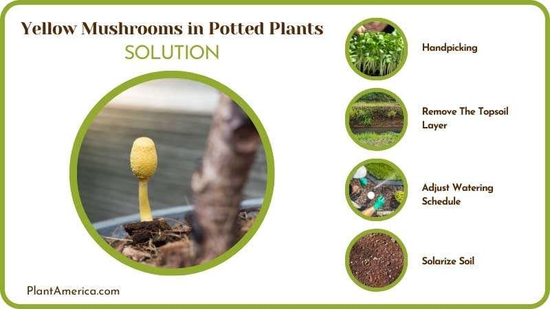 Get Rid of Yellow Mushrooms in Plant Pots Plant America